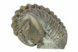 Curled Flexicalymene Trilobite - Indiana #287272-1